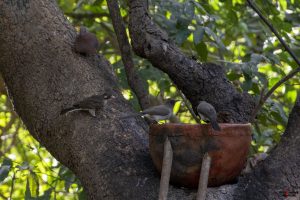 Palmedue, Vestlig larmfugl, almindelig bulbul