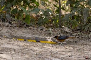 Hvidisset drosselsanger (snowy crowned robin-chat)
