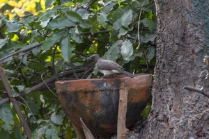 Almindelig bulbul