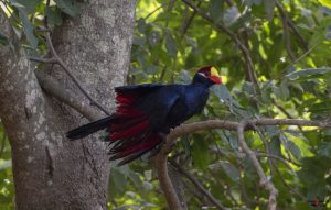 Turako