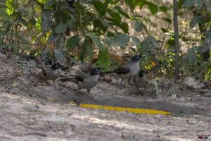 Sorthovedet Larmdrossel (Blackcap babbler)