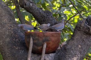 Palmedue (laughing dove)