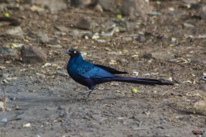Blåøret glansstær (Greater Blue-eared Glossy Starling)