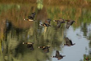 Nonnetræænder - White-faces whistling duck