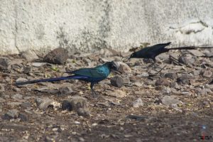 Blåøret glansstær (Greater Blue-eared Glossy Starling)
