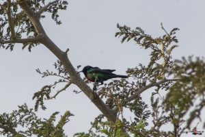 Langhalet Pragtsolfugl (Beautiful sunbird)