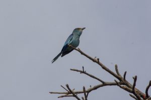Savanneellekrage (Abyssinian roller)
