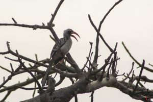 Redbilled hornbill