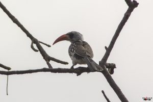 Redbilled hornbill
