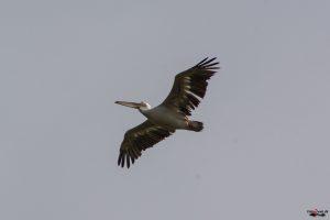 Pelikan