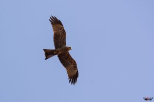 Vist gulnæbbet glente (yellow-billed kite)