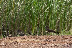 Hammerhoved (Hamerkop)