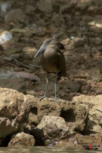 Hammerhoved (Hamerkop)