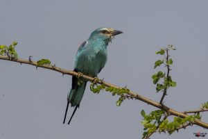 Savanneellekrage (Abyssinian roller)