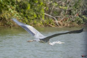 Fiskehejre (grey heron)