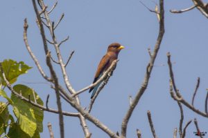 Broad billed roller