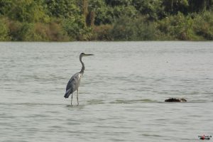 Fiskehejre (grey heron)