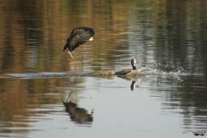 Nonnetræænder - White-faces whistling duck