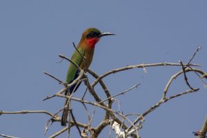 Rødstrubet Biæder (Red-throated bee-eater)