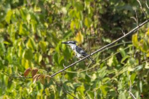 Gråfisker - Pied Kingfisher