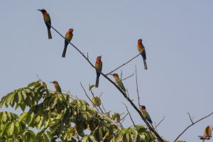 Rødstrubet Biæder (Red-throated bee-eater)