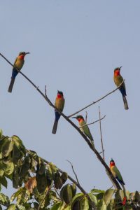 Rødstrubet Biæder (Red-throated bee-eater)
