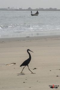 Revhejre (Western reef heron)