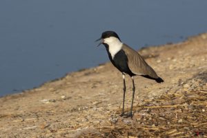 Sporevibe - spur-winged plover