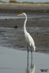 Vist sølvhejre (great egret)