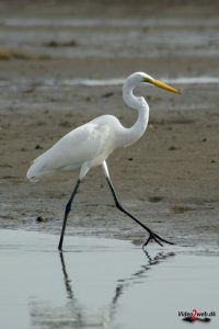Vist sølvhejre (great egret)