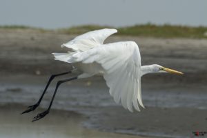 Vist sølvhejre (great egret)