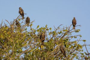 Vist gulnæbbet glente - yellow-billed kite