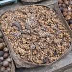 Luwakkaffe - kaffebønner, der har været igennem tarmsystemet på en luwak (desmerkat)