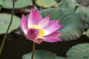 Eneste lotusblomst i Lotus Temple - Saraswati Temple